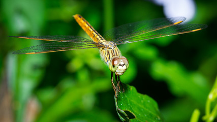 The dragonfly