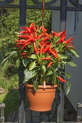 Domestic cultivation of red chilli peppers in a pot. Chilli peppers in the bushes on the iron gate. Ripe red hot chili peppers on a tree.
