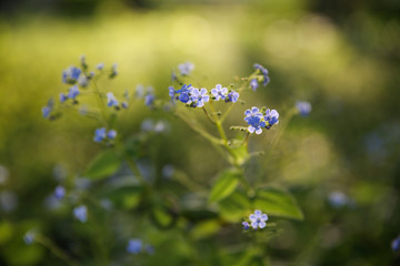 Bright blue flowers. Selective soft focuse and boke on