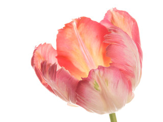 beautiful pink tulip on a white background - 87460702