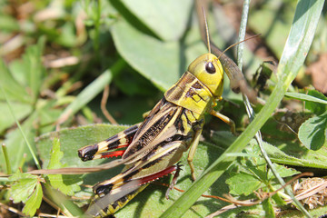 Gryllidae in the grass