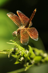 Fototapeta premium The dragonfly