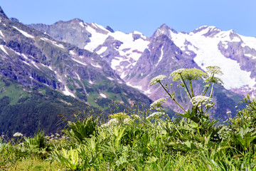 Fototapeta premium The tops of the mountains. Dombay,
