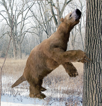 An illustration of the extinct giant ground sloth Megalonyx searching a tree for food in an Ice Age Ohio forest. Megalonyx jeffersonii was a large, heavily built animal about 9.8 feet (3 m) long.