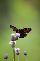 Peacock butterfly (inachis io, Aglais io)