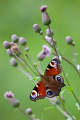 Peacock butterfly (inachis io, Aglais io)