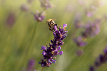 Fleissige Biene