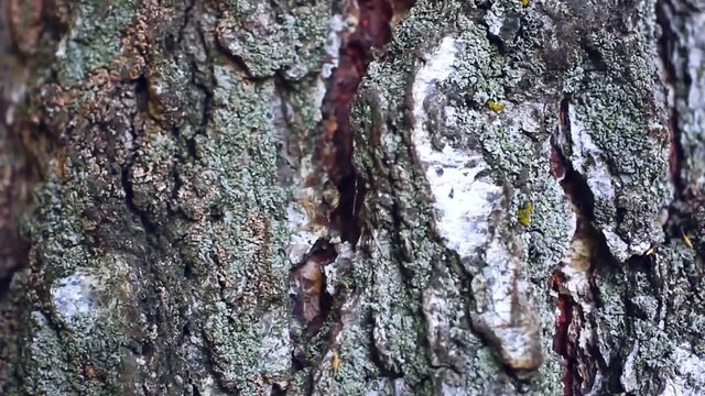 background birch bark texture