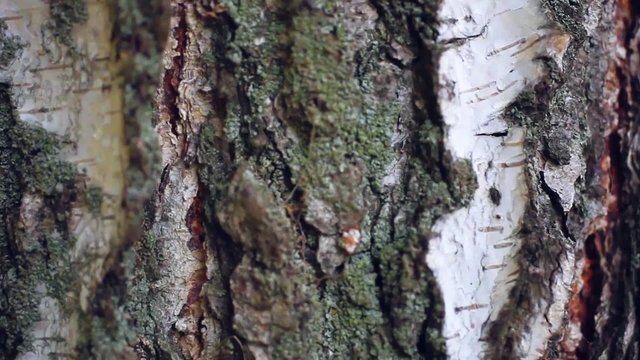 background birch bark texture