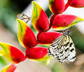 Butterflies :)