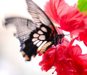 Schmetterling auf rotem Hibiskus :)