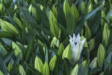 Fototapeta na wymiar A single white stargazer Lilly opening among closed blooms