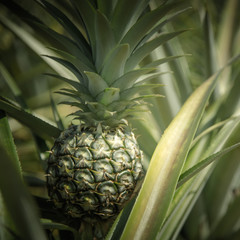 Pineapple farm