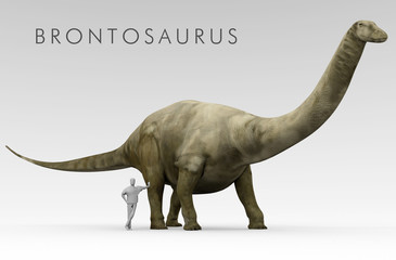 An illustration of the recently renamed dinosaur Brontosaurus (formerly known as Apatosaurus) depicted alongside an average height human. Brontosaurus was a large extinct genus of sauropod dinosaur. © auntspray