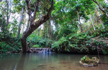 Waterfall and Forest