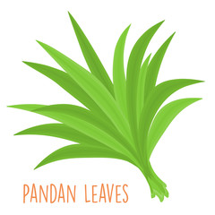 fresh green aromatic pandanus leaf vector