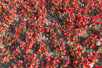 Red begonias