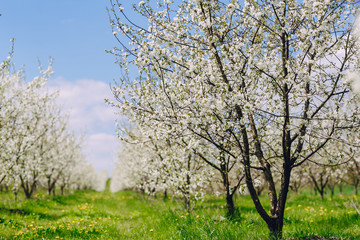 Obraz premium cherry blossom tree