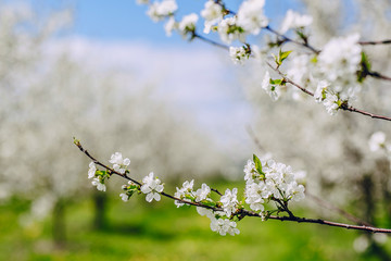 cherry blossom tree
