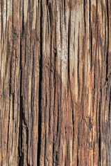 Fototapeta premium Old Weathered Cracked Rotten Wooden Railway Sleeper Coarse Surface, with Lichen and Fungi Growth.