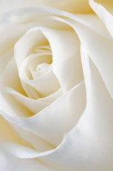 Rose flower fragment