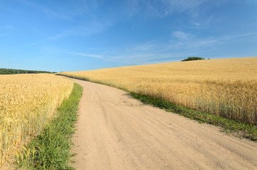 Fototapeta na wymiar The path through the wheat field