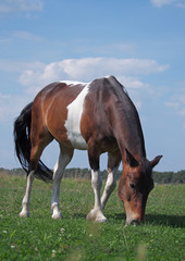 Pinto horse grazes on the meadow