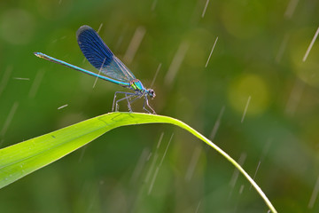 dragonfly in forest