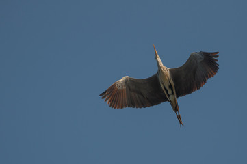 graceful heron in flight