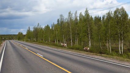 Fototapeta na wymiar Two wild reindeer.