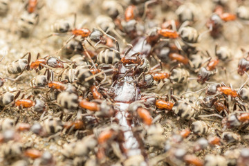 Swarm Of Ants Eating Giant Centipede Macro