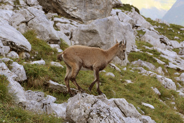 Bouquetin