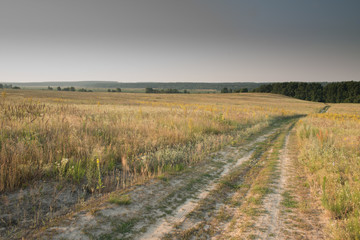 Obraz premium Дорога в цветочном поле