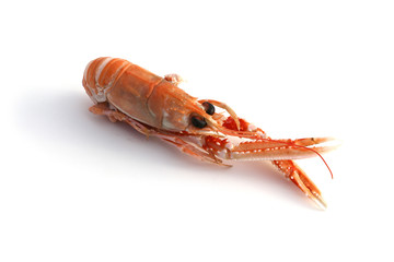 Langouste