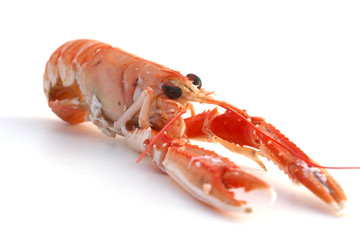 Langouste