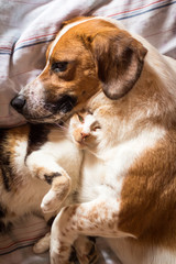Dog and cat cuddle on bed