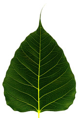 pho leaf