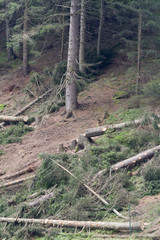 deforestation on mountain