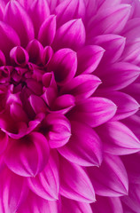 Pink chrysanthemum macro
