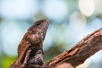 Close up view of lizard