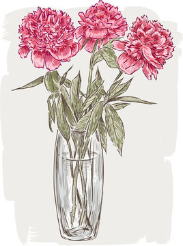 Peonies In A Vase