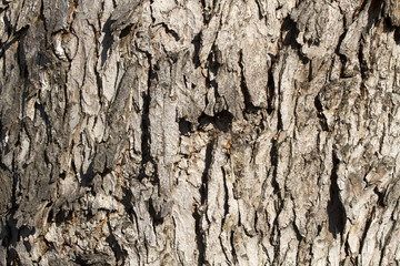 Bark on Oak Tree