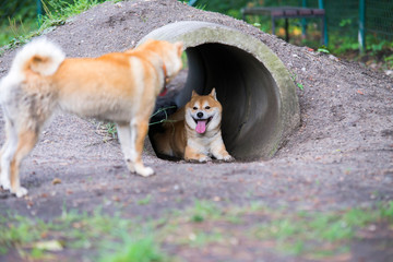 male shiba inu dog in pipe with female