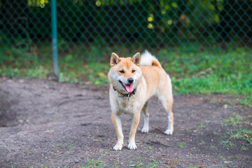 female shiba inu dog in dog park