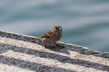 cute sparrow on lake