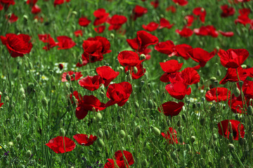 Obraz premium poppies