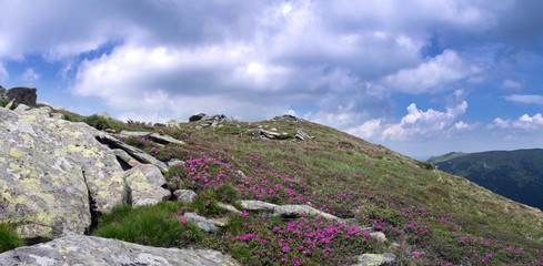 Magic pink rhododendron flowers in the mountains. Summer sunrise