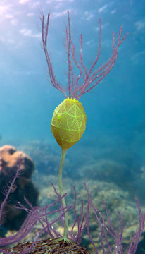 A 3-D computer illustration of the extinct marine echinoderm known as Caryocrinites, a type of cystoid (genus of the class cystoidea), that existed from 505 to 438 million years ago.