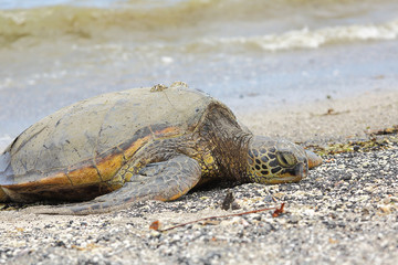 Beautiful endangered green sea turtle