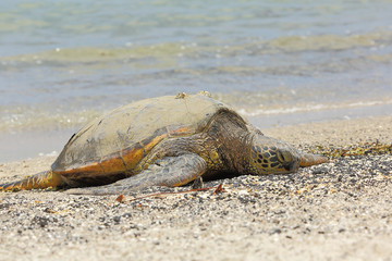 Beautiful endangered green sea turtle